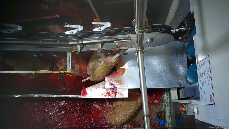 Sheep falls onto kill room floor