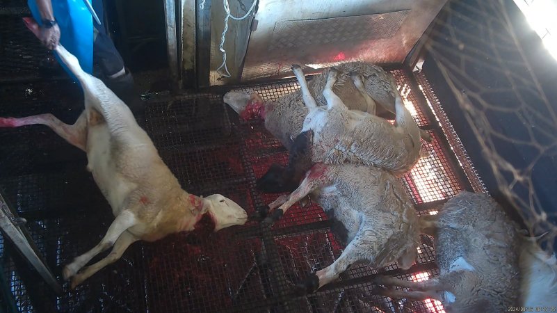 Sheep dragged through kill pen