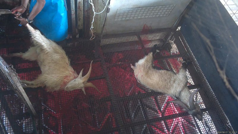 A goat is dragged into the kill room