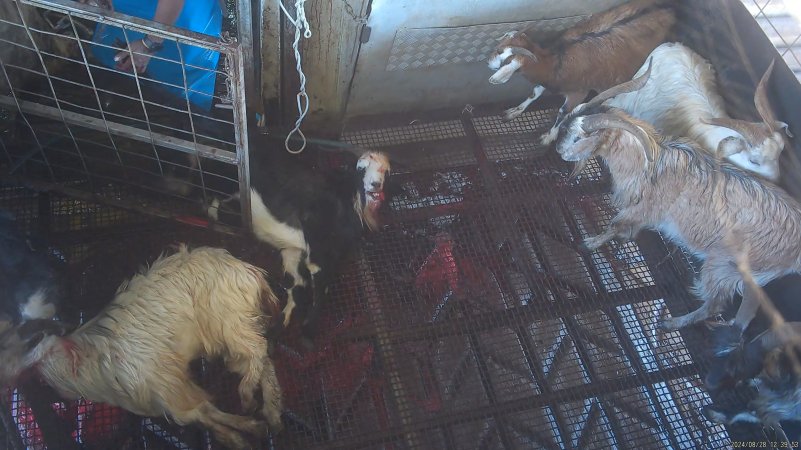 A goat is dragged into the kill room