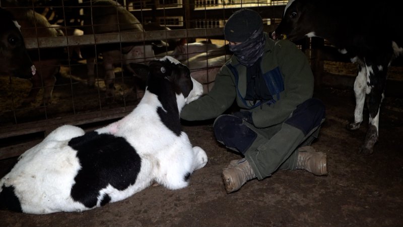An investigator sits with a bobby calf in the holding pens
