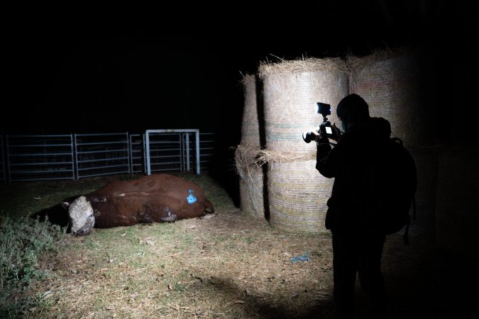 Investigator films a dead bull