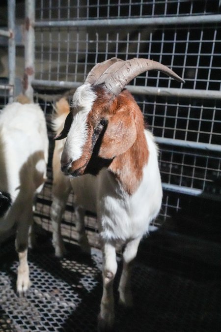 Goat in slaughterhouse holding pens