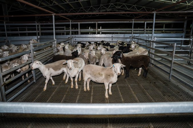 Groups of sheep in Millmerran Meats holding pens
