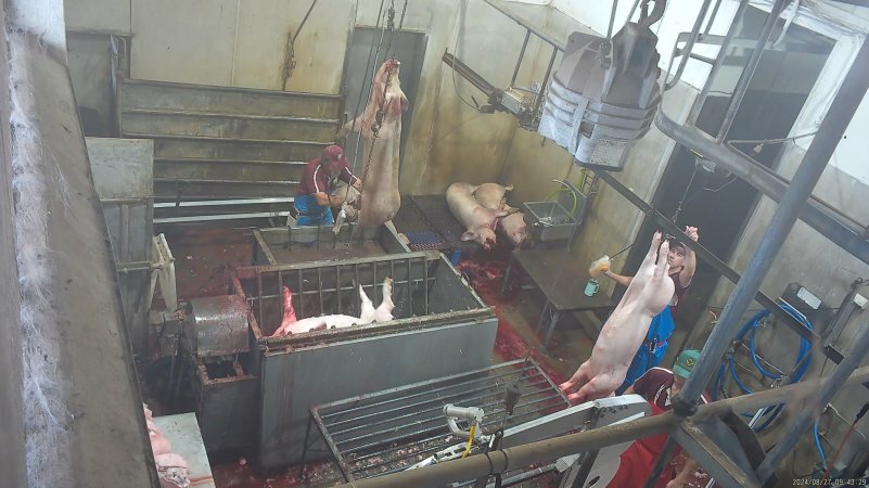 Pigs lowered into scalding tank