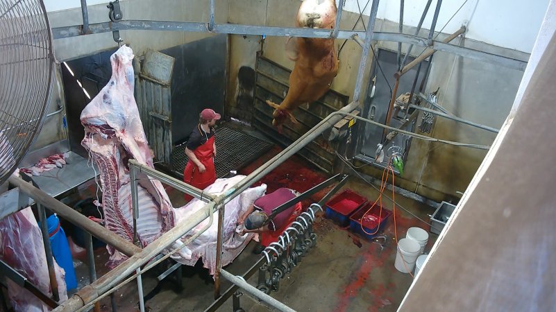 Cow thrashing on shackle line