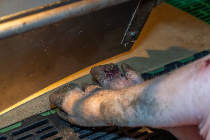 Sow with injured foot in farrowing crate