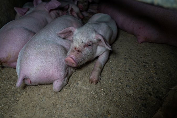 Piglet with cuts on face in farrowing crate