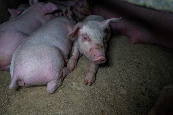 Piglet with cuts on face in farrowing crate