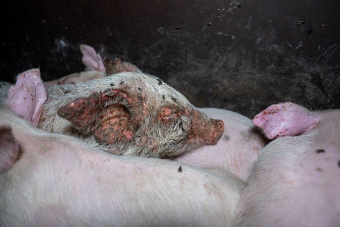 Weaner piglet with severe mange