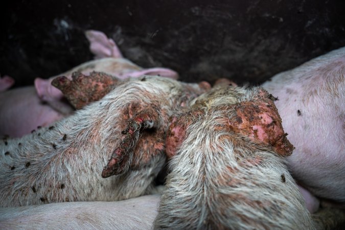 Weaner piglets with severe mange