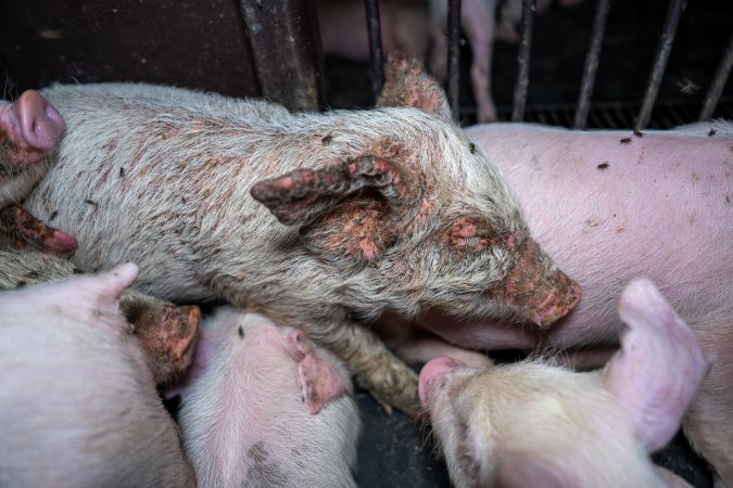 Weaner piglet with severe mange