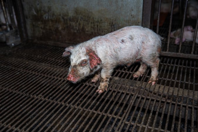 Weaner piglet with severe mange