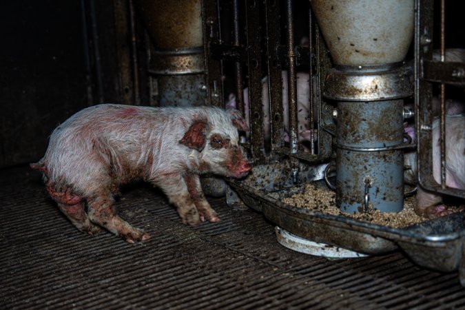 Weaner piglet with severe mange