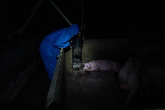 Activist shines light on grower pig in pen