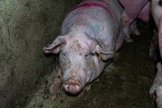 Sow in group housing covered in flies