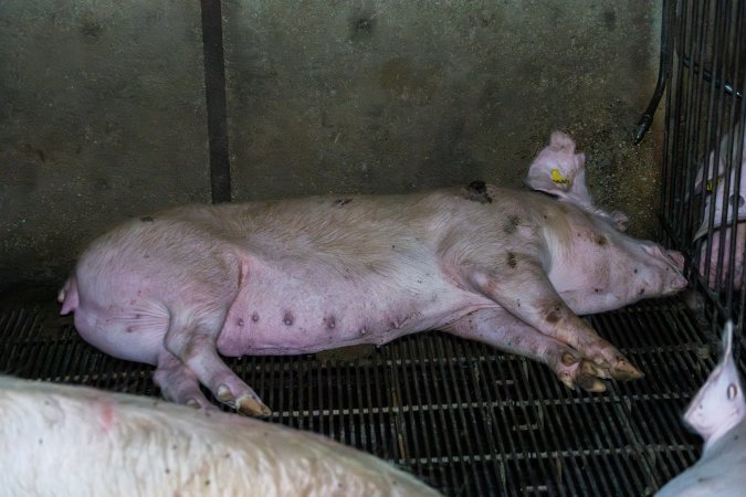 Sow with pressure sore lying on metal grate of group housing pen
