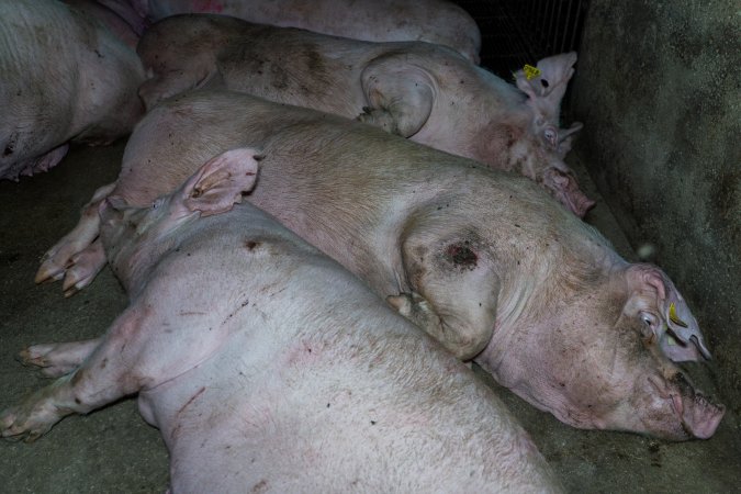 Sow with pressure sore lying amongst others in group housing pen