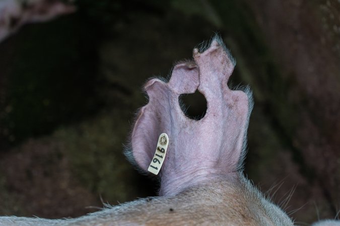 Sow with large chunks cut out of her ears