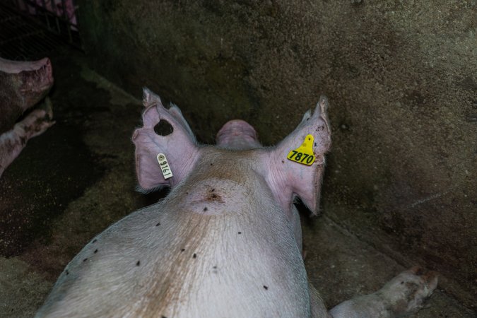 Sow with large chunks cut out of her ears