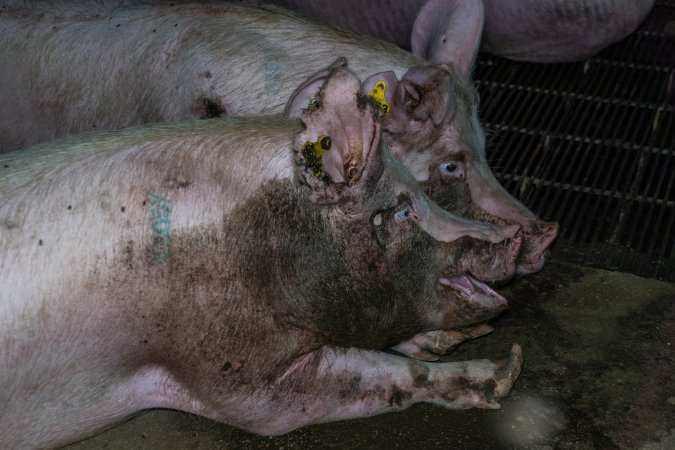 Sows with dirty faces in group housing pen