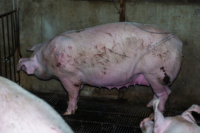 Sow with scratches and wounds from fighting