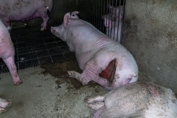 Sow in group housing with large bloody gash on her backside