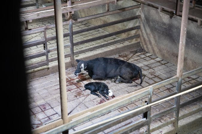A cow and her calf in slaughterhouse holding pens