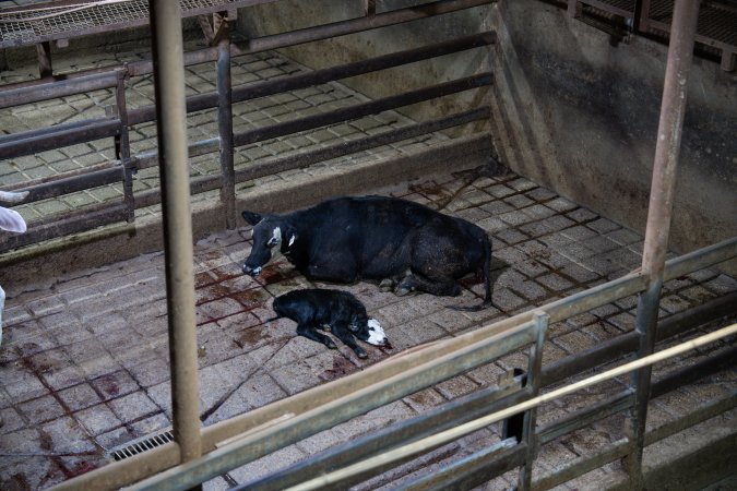 A cow and her calf in slaughterhouse holding pens