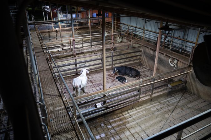 A cow and her calf in slaughterhouse holding pens
