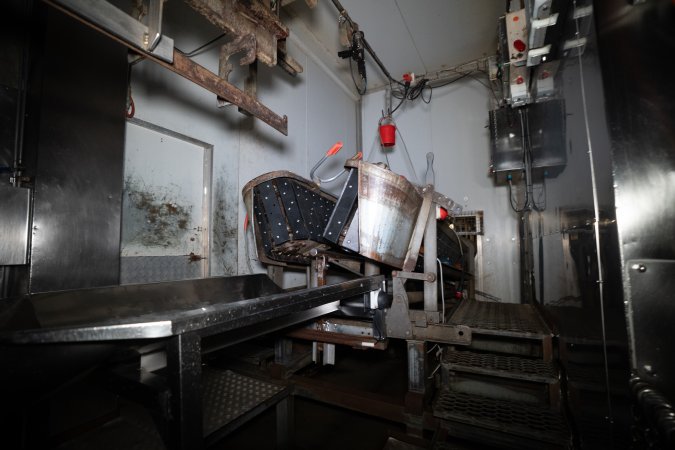 V-restraint and tip-out inside slaughterhouse kill room