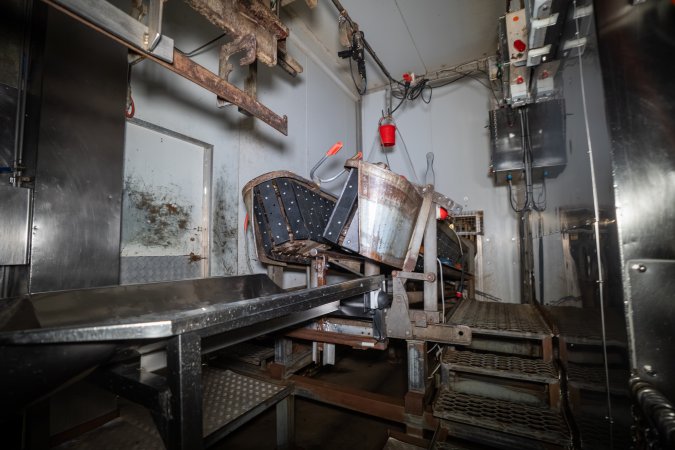 V-restraint and tip-out inside slaughterhouse kill room