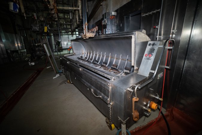 Dehairing machine inside slaughterhouse kill room