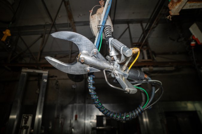 Hoof remover in slaughterhouse kill room