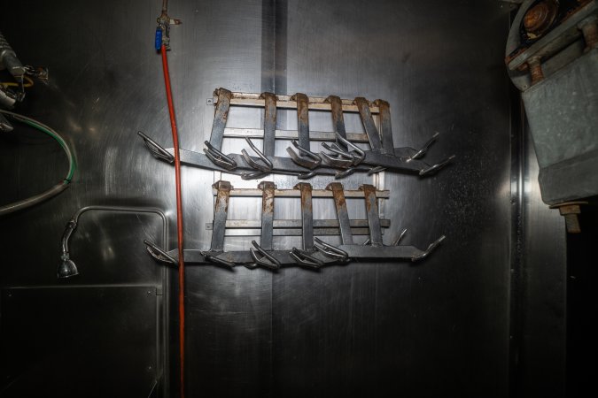 Shackles hanging up in slaughterhouse kill room