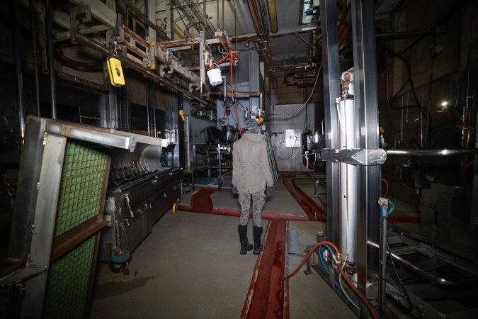 Investigator walking around slaughterhouse kill room