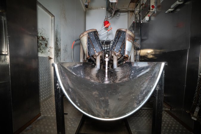 Sticking bench at end of restraint in slaughterhouse kill room