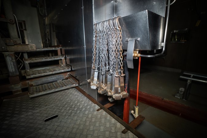 Shackles hanging up in slaughterhouse kill room