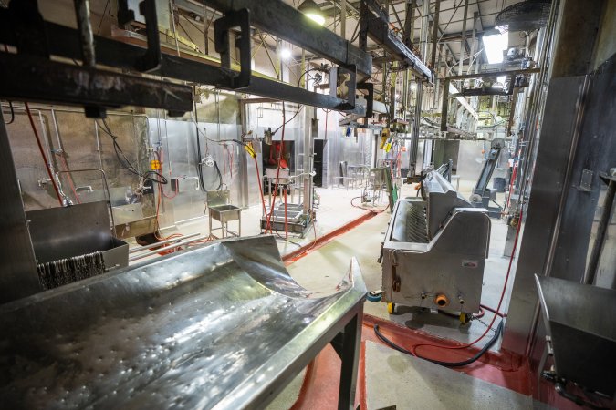 Overview of slaughterhouse kill room