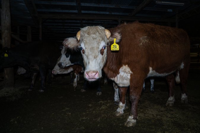 Cow in slaughterhouse holding pen