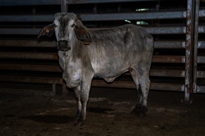 Cow in slaughterhouse holding pen