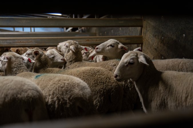 Sheep in slaughterhouse holding pen
