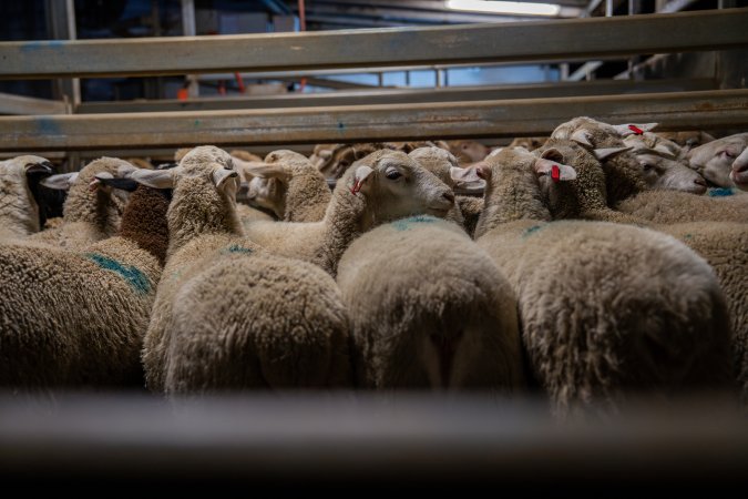 Sheep in slaughterhouse holding pen