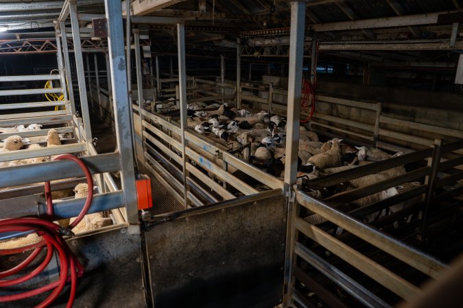 Sheep in slaughterhouse holding pens