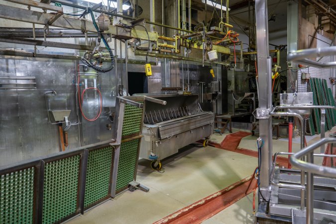 Scalding tank for pigs in kill/processing room