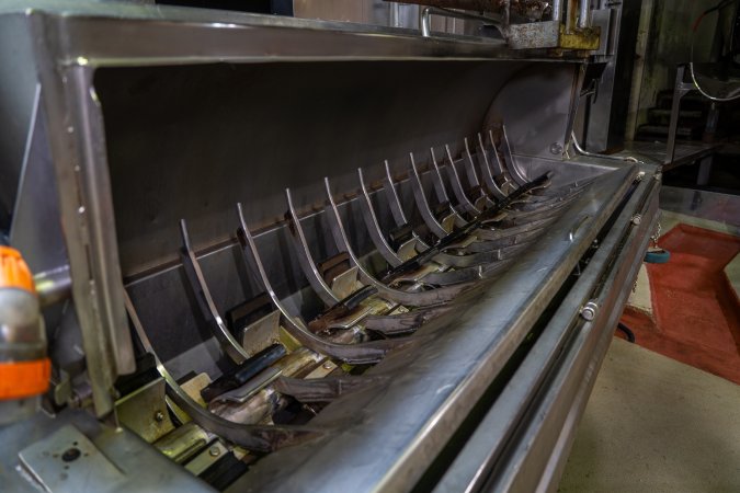 Scalding tank for pigs in kill/processing room