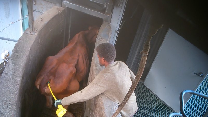 Worker holds electric prodder in cow's anus