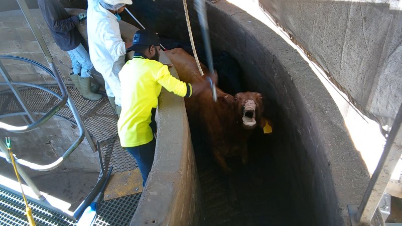 Worker hits cow in race with poly pipe