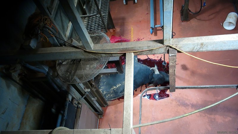 Cow bleeding out onto floor after tipout from knockbox