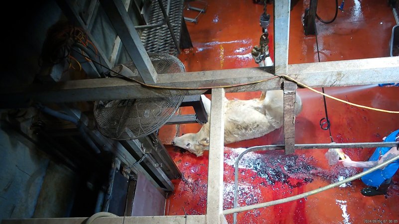 Cow being hoisted after tipout from knockbox